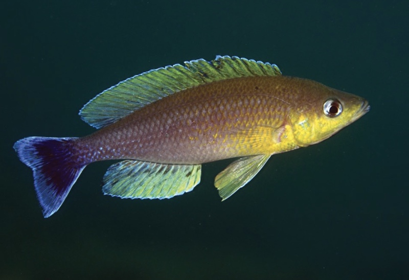 Cyprichromis sp. 'leptosoma jumbo' Kombe